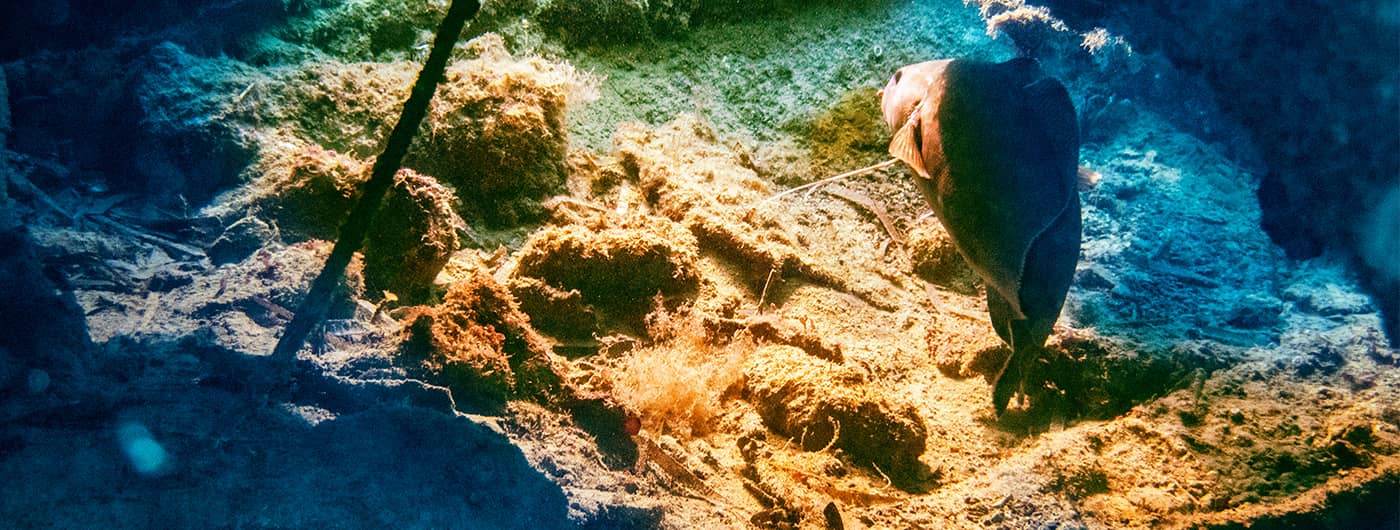 other/majestic.jpg other/majestic.jpg